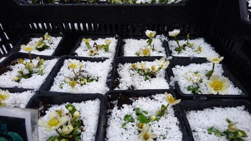 Caltha palustris 'Alba' Valkorentukka